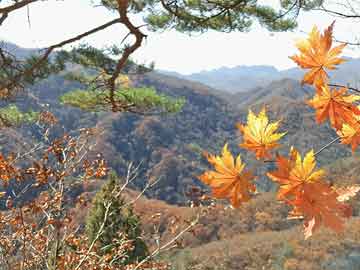 2025年正版资料免费大全7859和山东多地公安局交警支队等部门撤并与山东省交警大队